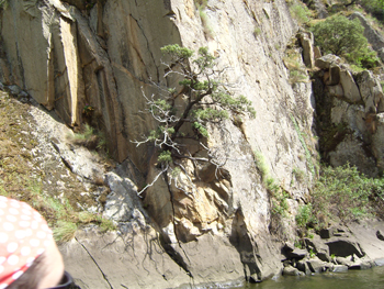 Árbol que nace desde las rocas de la montaña.